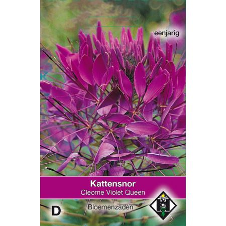 Cleome hassleriana Violet Queen - afbeelding 1