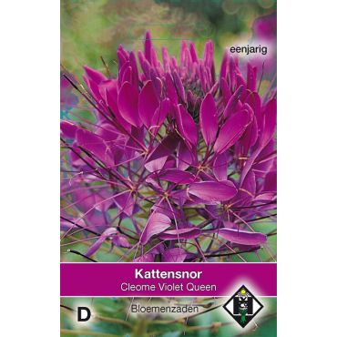 Cleome hassleriana Violet Queen - afbeelding 1