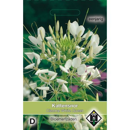 Cleome hassleriana White Queen - afbeelding 1