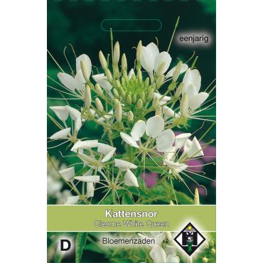 Cleome hassleriana White Queen - afbeelding 1