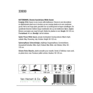 Cleome hassleriana White Queen - afbeelding 2