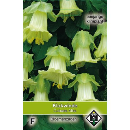 Cobaea scandens 'Alba' - klokweide - afbeelding 1