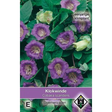 Cobaea scandens Violet - klokwinde - afbeelding 1