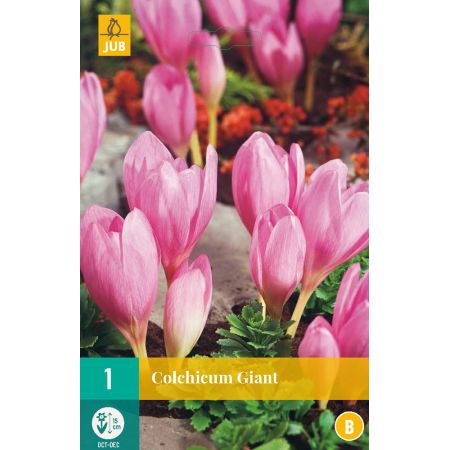 Colchicum Giant