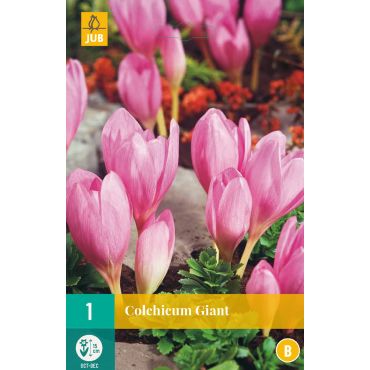 Colchicum Giant