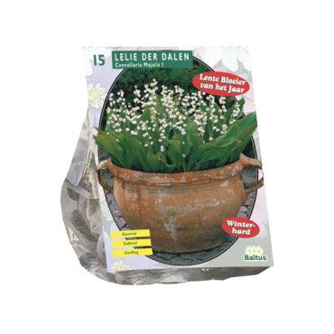Convallaria majalis 25st