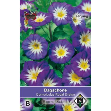 Convolvulus tricolor Royal Ensign - afbeelding 1