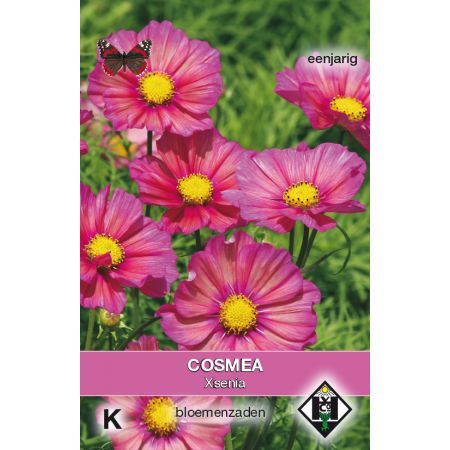 Cosmos bipinatus Xsenia N - afbeelding 1