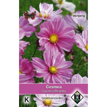 Cosmos bipinnatus 'Rosetta' - afbeelding 1
