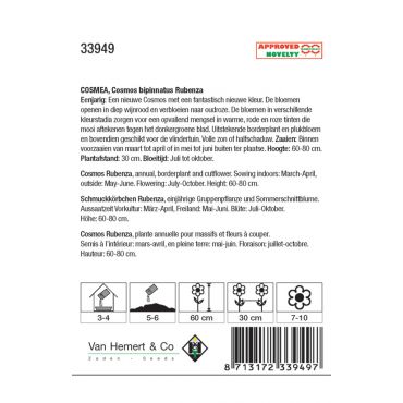 Cosmos bipinnatus 'Rubenza' - afbeelding 2