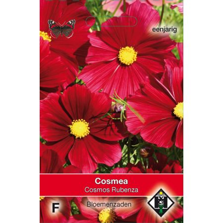 Cosmos bipinnatus 'Rubenza' - afbeelding 1