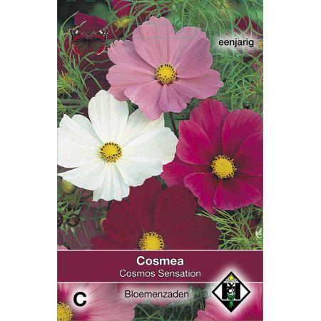 Cosmos bipinnatus Sensation - afbeelding 1