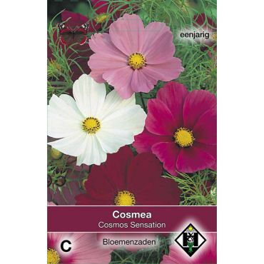 Cosmos bipinnatus Sensation - afbeelding 1