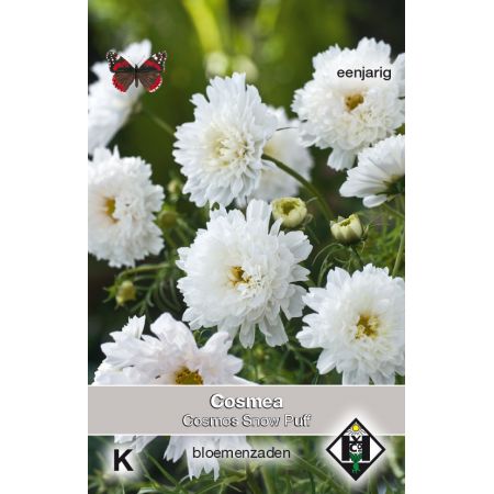 Cosmos bipinnatus Snow Puff - afbeelding 1