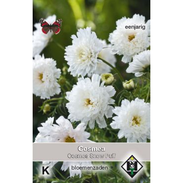 Cosmos bipinnatus Snow Puff - afbeelding 1
