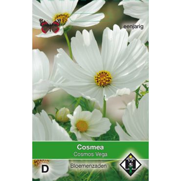 Cosmos bipinnatus Vega wit - afbeelding 1