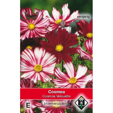 Cosmos bipinnatus 'Velouette' - afbeelding 1