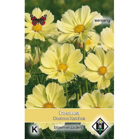 Cosmos bipinnatus 'Xanthos' - afbeelding 1