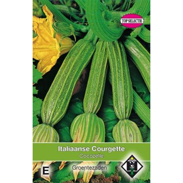 Courgette Cocozelle - afbeelding 2