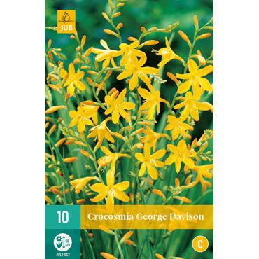 Crocosmia george davidson 10st