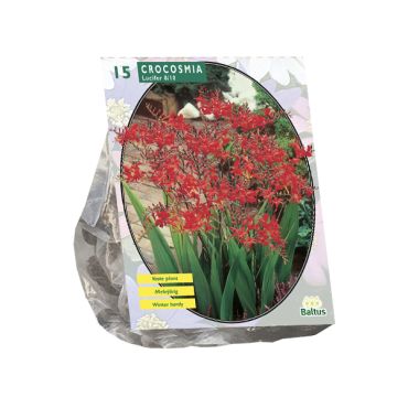 Crocosmia lucifer
