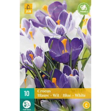Crocus Blauw-Wit