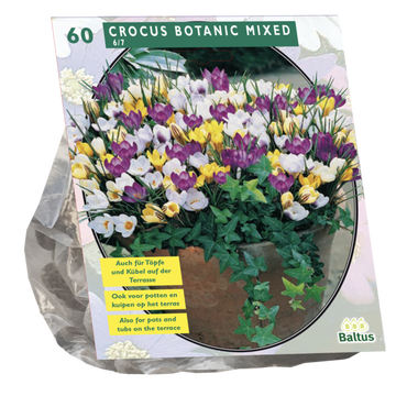 Crocus Botanisch