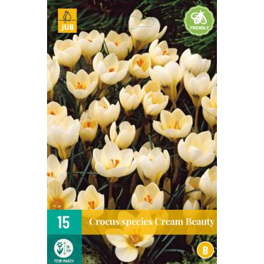Crocus Cream Beauty