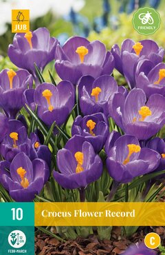 Crocus Flower Record