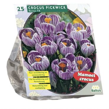 Crocus Grootbloemig, Gestreept