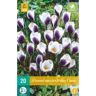 Crocus Prins Claus
