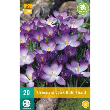 Crocus Ruby Giant