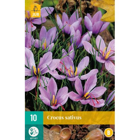 Crocus sativus