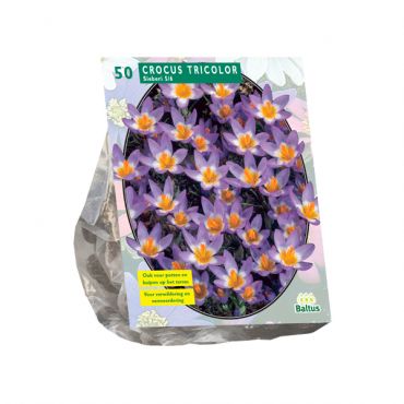 Crocus Sieberi Tricolor