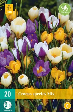 Crocus species Mi