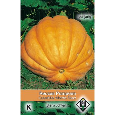 Cucurbita maxima 'Atlantic Giant' - pompoen - afbeelding 1