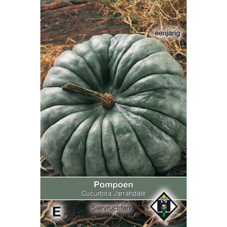 Cucurbita maxima 'Jarrahdale - pompoen - afbeelding 1