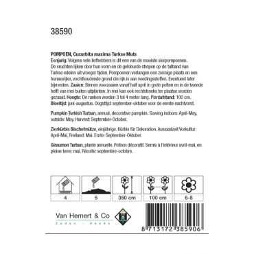 Cucurbita maxima Turkse Muts - afbeelding 2