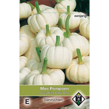 Cucurbita pepo 'Baby Boo' - pompoen - afbeelding 1