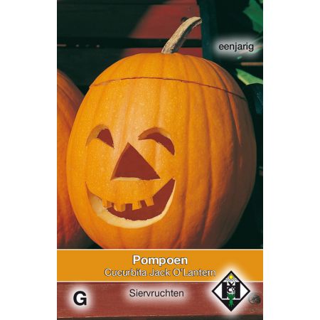 Cucurbita pepo Jack O'Lantern - pompoen - afbeelding 1