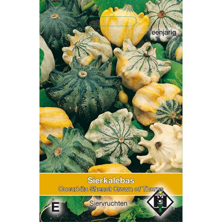 Cucurbita pepo Shenot 'Crown of Thorns' - sierkalebas - afbeelding 1