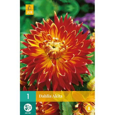 Dahlia akita 1st