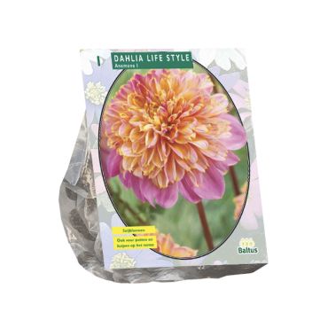 Dahlia anemone lifestyle 1st
