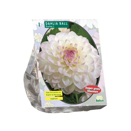 Dahlia ball eveline 1st