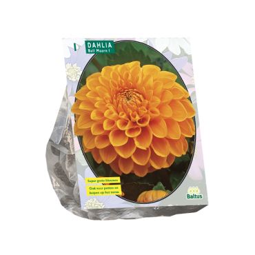 Dahlia ball maarn 1st