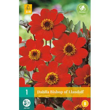 Dahlia bishop of llandaff 1st