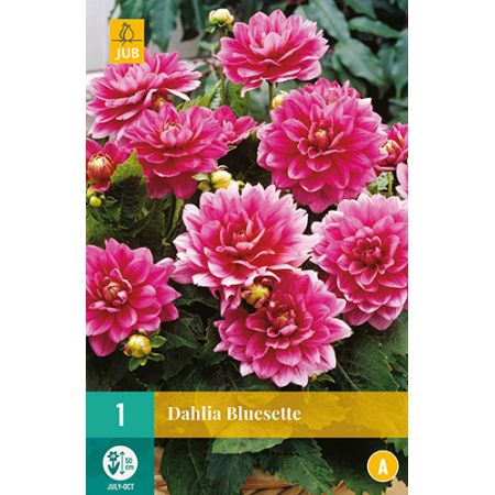 Dahlia bluesette 1st