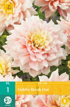 Dahlia Break Out