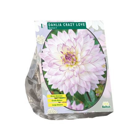 Dahlia cactus crazy love