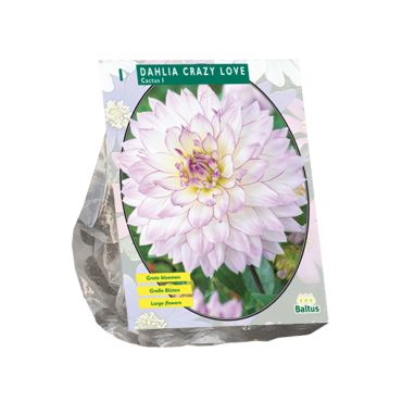 Dahlia cactus crazy love